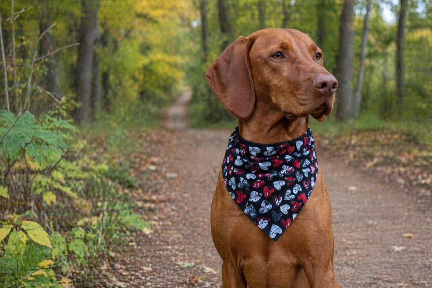 Sweetheart Sketch Dog Bandana